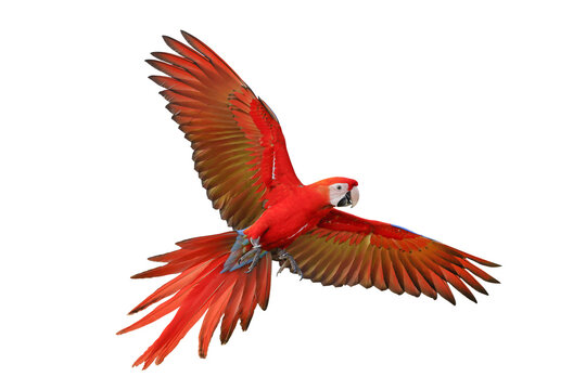 Colorful flying Scarlet Macaw parrot isolated on transparent background png file	