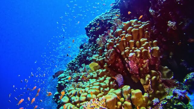 Vibrant coral reef ecosystem with swimming grouper and tropical fish in deep blue ocean water.