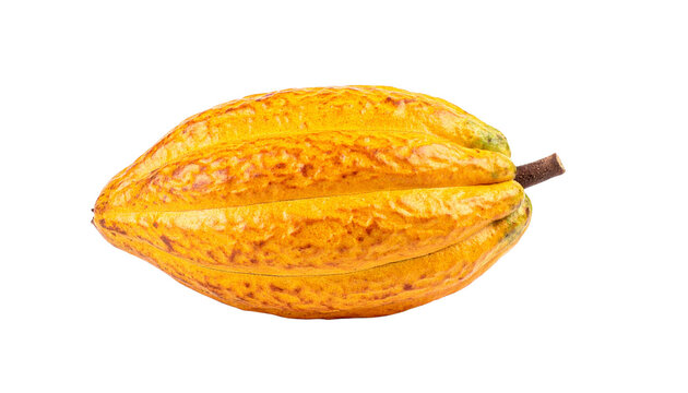 a ripe cocoa pod isolated on transparent background, PNG
