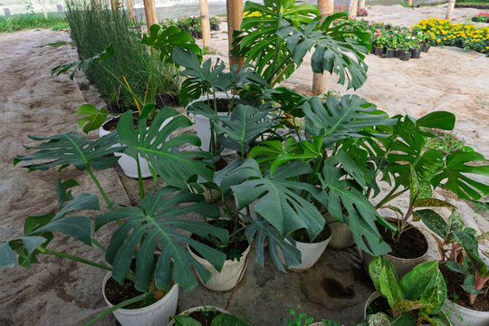 Fresh green Monstera deliciosa plants with split leaves growing in white pots at plant nursery