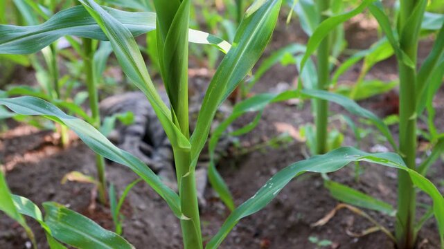 Green corn plants growing in a rural field, featuring maize, crop, crops, farming, agriculture, and capturing the visible activity and setting. in detail. throughout the short clip.