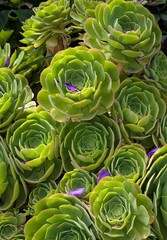 Obraz premium Green Aeonium Succulent Rosettes with Purple Petal Accents