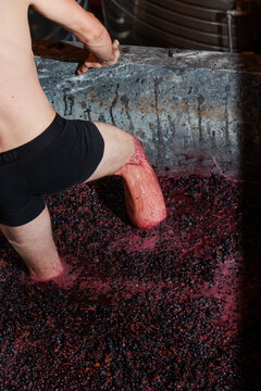 Traditional grape stomping during the winemaking process, with a person crushing freshly harvested dark grapes by foot. Authentic rural wine production and traditional Portuguese viticulture.