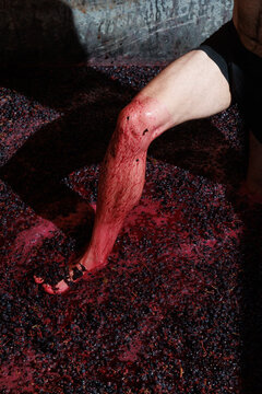 Traditional grape stomping during the winemaking process, with a person crushing freshly harvested dark grapes by foot. Authentic rural wine production and traditional Portuguese viticulture.