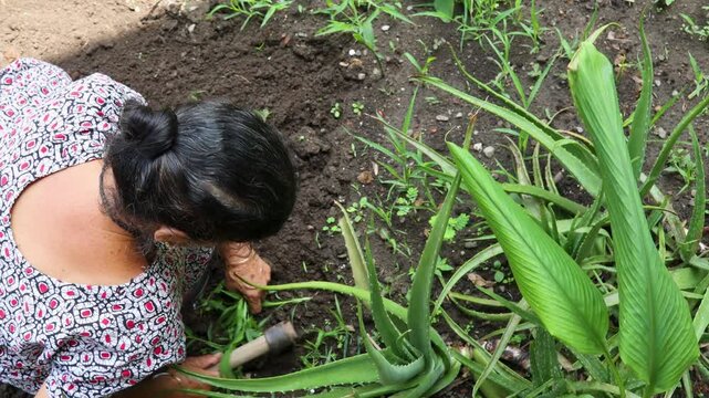 Indian rural woman manually weeding crops in a cultivated field, featuring gardening, farming, agriculture, capturing the visible activity, surroundings, and daily work in the scene.