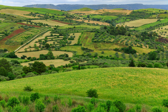 Tuscany Italian region panoramic landscape agriculture fields plantation country side view