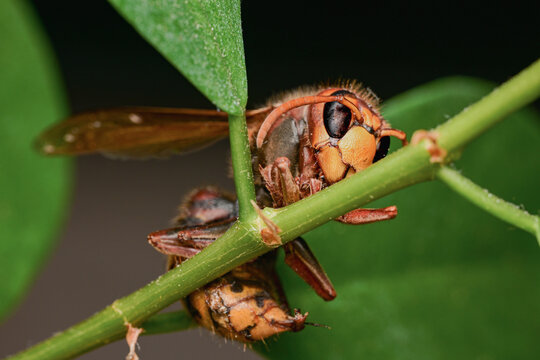 Hornet perched on a green stem, displaying its distinctive orange and black markings