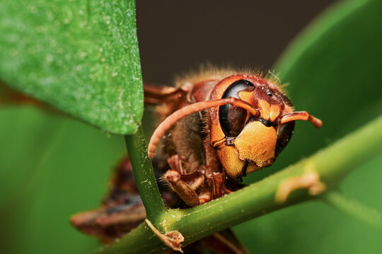 Hornet insect looking directly at viewer while resting on a green plant stem