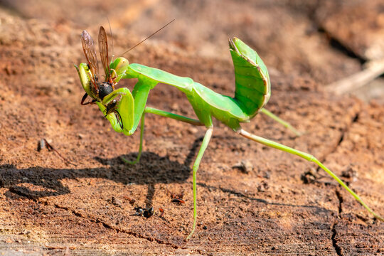 A predatory insect the praying mantis  eats its prey