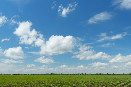 Green agricultural field under blue sky with white clouds