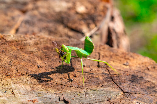 A predatory insect the praying mantis  eats its prey