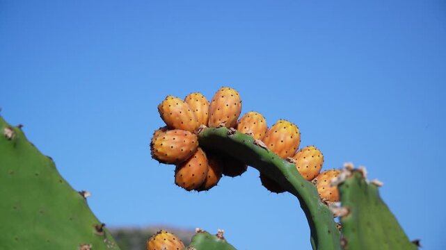 Close Up, prickly pears on the cactus