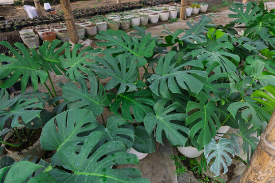 Fresh green Monstera deliciosa plants with split leaves growing in white pots at plant nursery