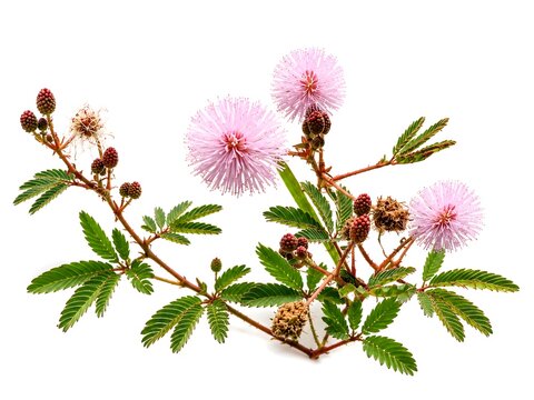 Pink Sensitive Plant Flowers Isolated on White Background