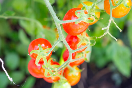 Bunch of fresh ripe red grape tomatoes hanging on the vine in organic garden