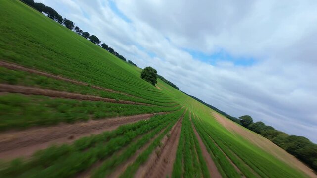 FPV Drone Fast Low Flight Skimming Over Crop Rows in Nottinghamshire UK