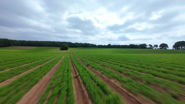 FPV Drone Fast Low Flight Skimming Over Crop Rows in Nottinghamshire UK