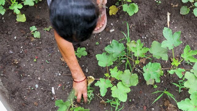 Indian rural woman manually weeding crops in a cultivated field, featuring farming, agriculture, gardening, capturing the visible activity, surroundings, and daily work in the scene.