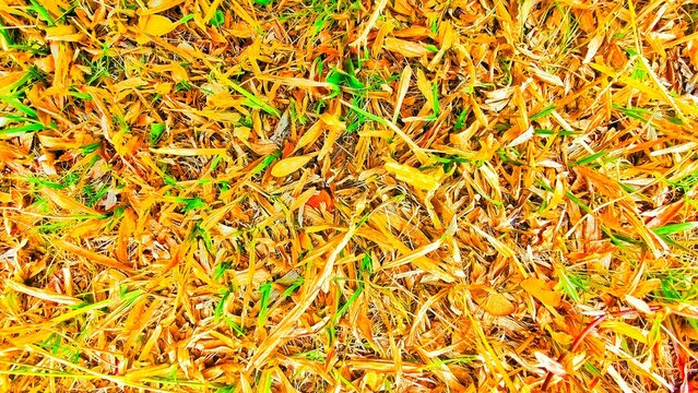 Close-up texture of dry grass