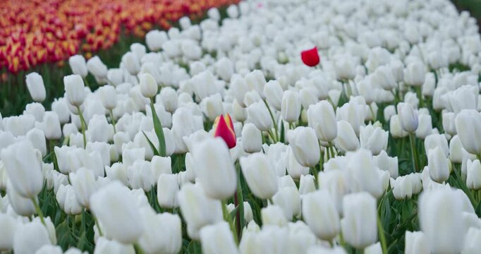 Single red tulip standing out in a field of white tulips