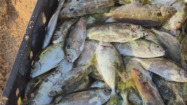 Early morning fish market on a sandy beach in Phu Yen, Vietnam , with freshly caught Siganus canaliculatus rabbitfish in a black crate