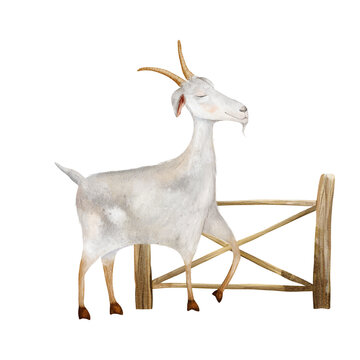 Watercolor illustration of white goat standing next to wooden fence. Goat is hand drawn, style for children's design or farmhouse decor on isolated white background. Farm animal