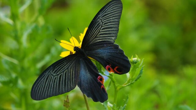 Black Butterfly on Yellow Flower in Green Garden