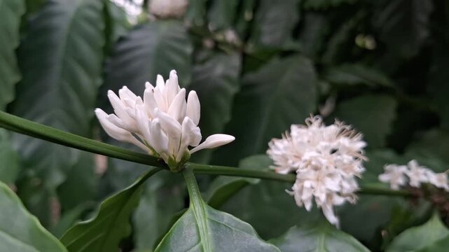 White blooming robusta coffee flowers Coffea canephora on branch with green leaves in the plantation garden with natural light