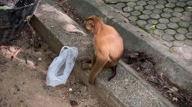 A macaque sits on a curb and picks up an empty plastic bag, examines it, then tosses it aside and looks away. Photographed in a public park in Phuket, Thailand.