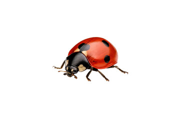 Vibrant red and black ladybug with distinct spots is captured in a detailed studio shot on a clean white background © Chinases