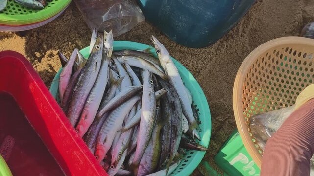 Local vendor weighing and packing fresh Hemiramphidae halfbeak fish on a sandy beach in Phu Yen, Central Vietnam, at sunrise