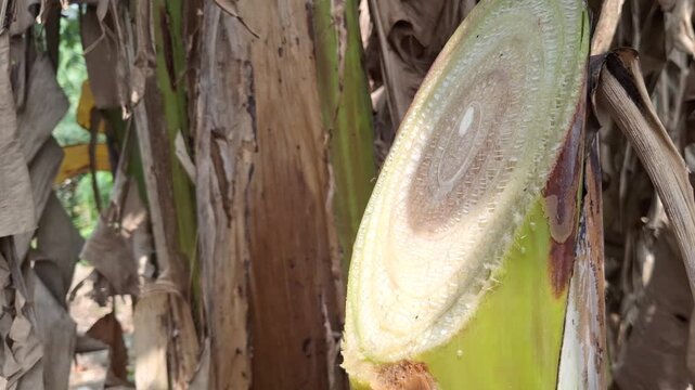 Fresh cut banana tree trunk Musa paradisiaca showing inner layers and rings texture in the farm garden with natural background
