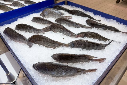 Fresh tilapia fish displayed on crushed ice at supermarket seafood section.