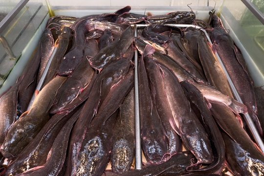 Fresh catfish displayed for sale at seafood market.