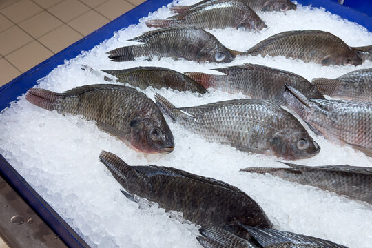 Fresh tilapia fish displayed on crushed ice at supermarket seafood section.