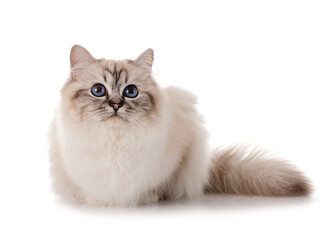 birman kitten in studio © cynoclub