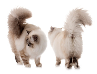 birman kitten in studio © cynoclub