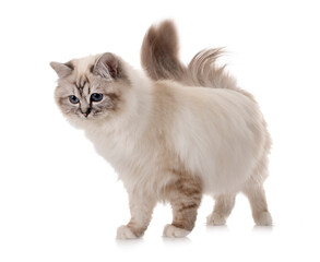birman kitten in studio © cynoclub