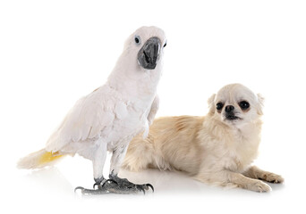 White cockatoo and chihuahua © cynoclub
