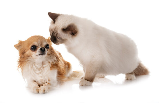 birman kitten and chihuahua