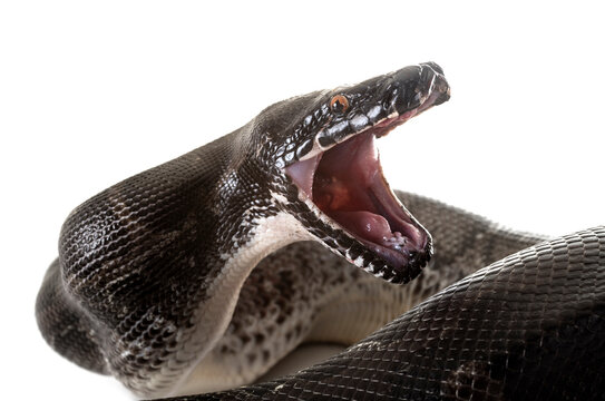 Python curtus in studio