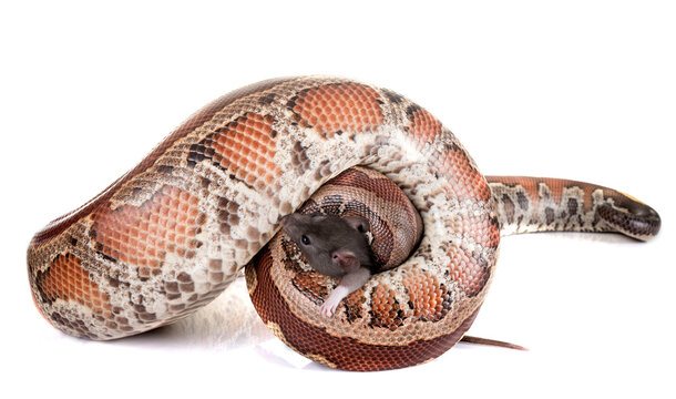 Python brongersmai in studio