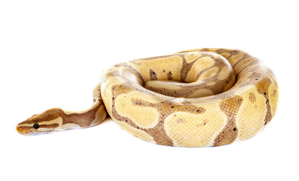 Ball python in studio