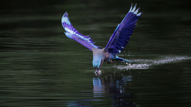 Indochinese Roller, Coracias affinis, catching prey in water in park, brightly colored bird with various shades of blue on wings, tails, and belly, more prominent in flight, worm prey in bird mount
