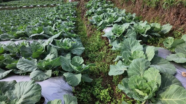 Cabbage field rows farm crops.