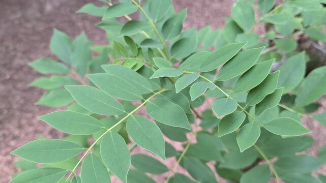 Green compound leaves of Indigofera plant Indigofera zollingeriana growing in the agricultural garden with natural daylight