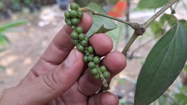 Green peppercorn string Piper nigrum held by hand on vine in the agricultural plantation garden with natural background