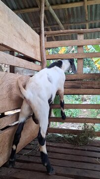 Male goat Capra aegagrus hircus eating forage inside a traditional wooden pen in the rural farm with natural daylight