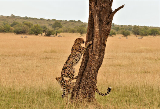 Two cheetahs climbing a tree in the African savanna