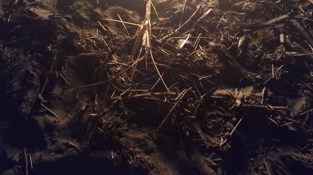 Warm campfire light illuminating scattered dry wood twigs on the dark beach sand at night outdoors